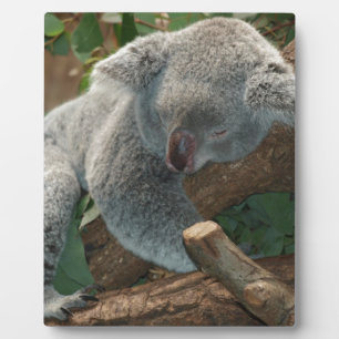 Plaque Photo Cadeaux de destin d'animaux d'amour d'ours de koal