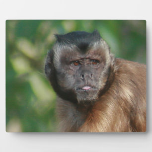 Plaque Photo Capuchin Singe Mignonne Mais Cranky