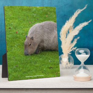 Plaque Photo Capybara Animal Incroyable