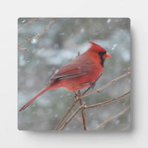 Plaque Photo Cardinal rouge dans la neige