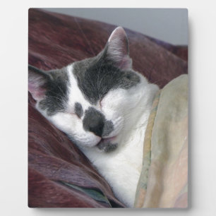 Plaque Photo Cat Napping