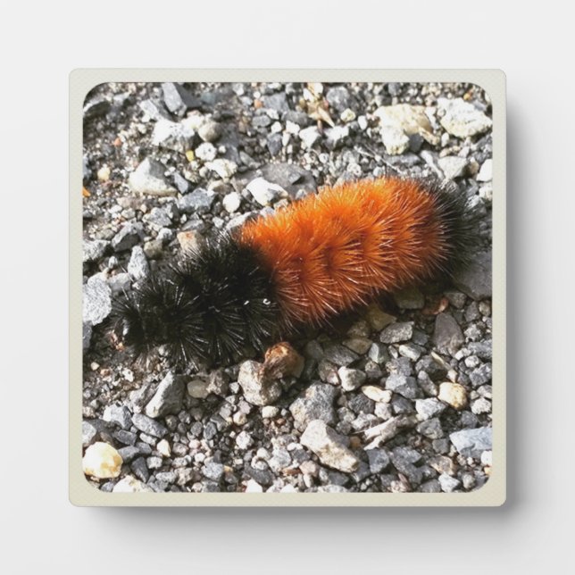 Plaque Photo Caterpillar d'ours laineux (Devant)