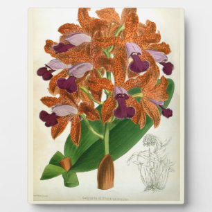 Plaque Photo Cattleya Guttata Leopoldii Vintage Lindenia Orchid