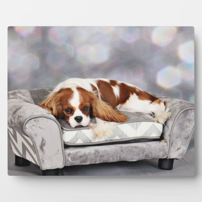 Plaque Photo Cavalier King Charles Spaniel - Remington (Devant)