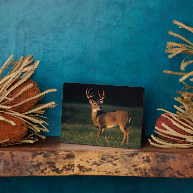 Plaque Photo Cerf à queue blanche | Choke Canyon State Park, TX (Côté)