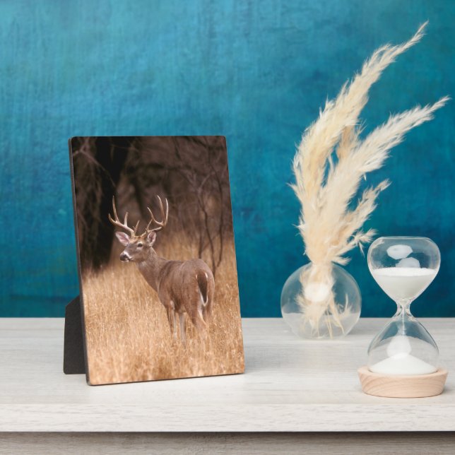 Plaque Photo Cerf à queue blanche | Choke Canyon State Park, TX (Côté)