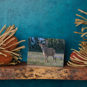 Plaque Photo Cerf Blacktail Buck Parc national Olympique