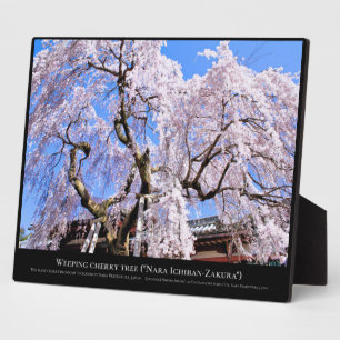 Plaque Photo Cerisier pleureur ("Nara Ichiban-Zakura")