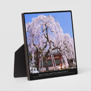 Plaque Photo Cerisier pleureur ("Nara Ichiban-Zakura")