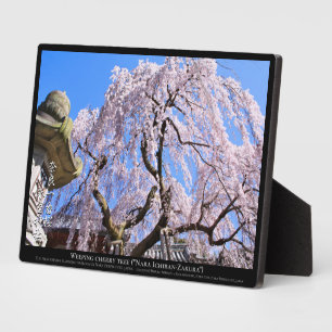 Plaque Photo Cerisier pleureur ("Nara Ichiban-Zakura")