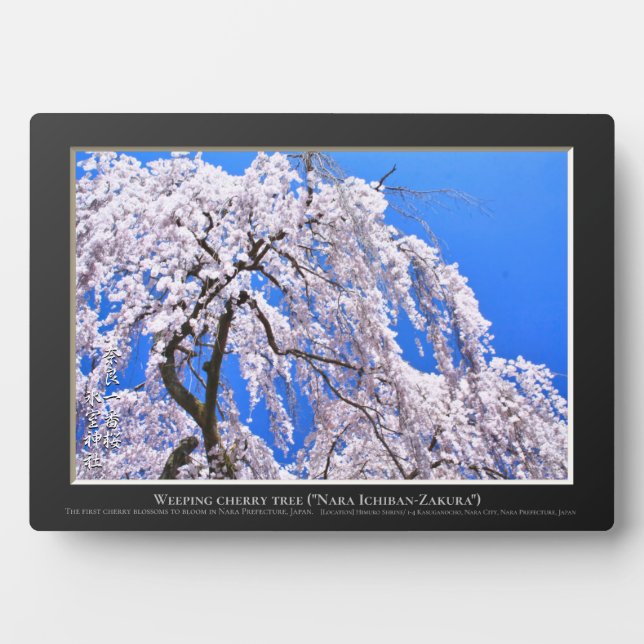 Plaque Photo Cerisier pleureur ("Nara Ichiban-Zakura") (Devant)