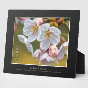 Plaque Photo Cerisier Yoshino
