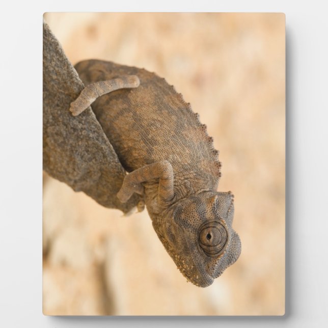 Plaque Photo Chameleon en Namibie (Devant)