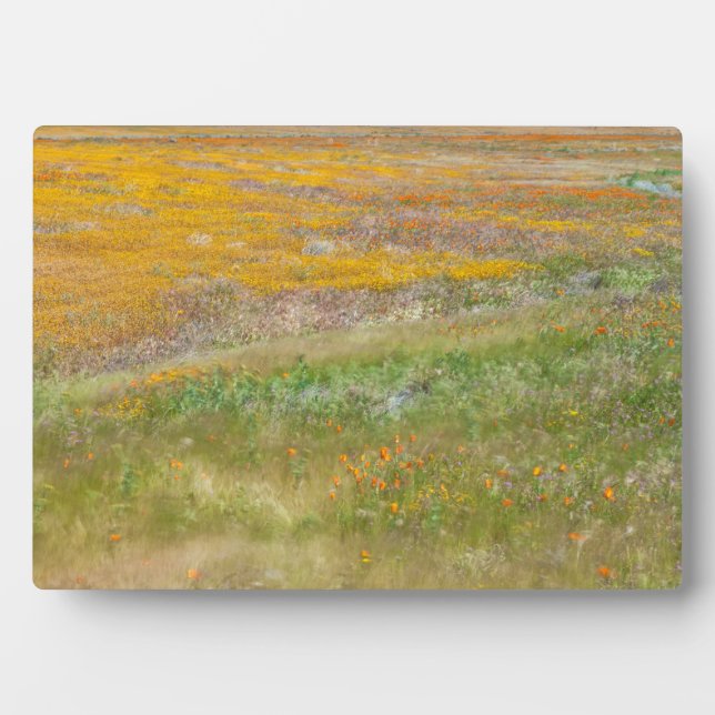 Plaque Photo Champ fleur sauvage (Devant)