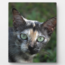 Chat blanc Brown gris avec yeux verts