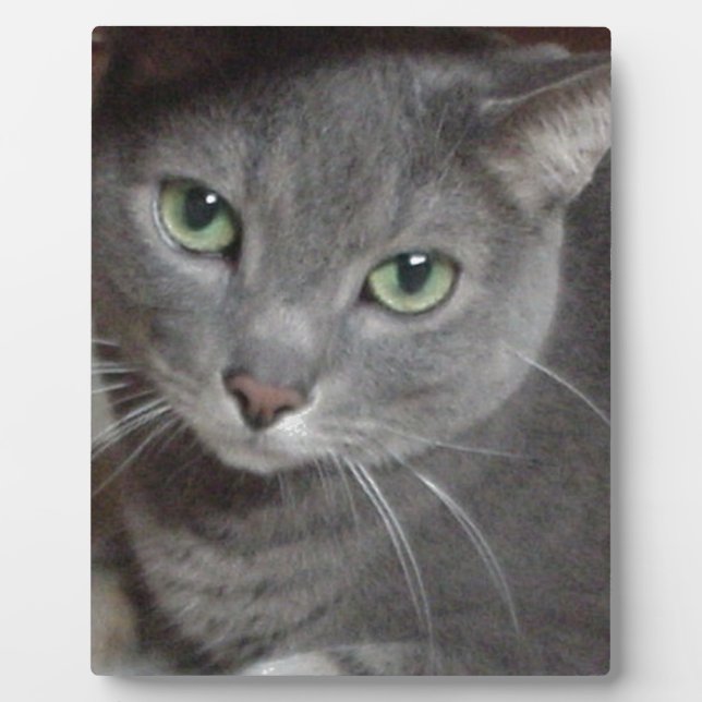 Plaque Photo Chat bleu russe (Devant)