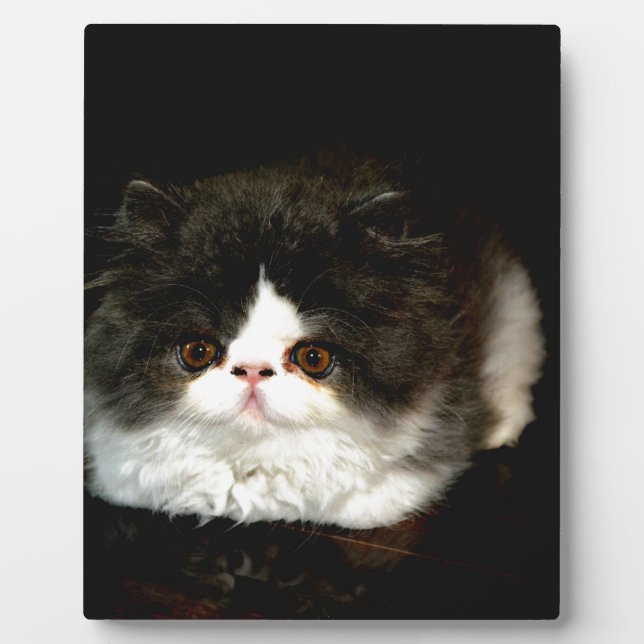 Plaque Photo Chat chaton blanc noir mignon (Devant)