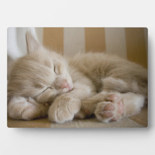 Plaque Photo Chaton couchant