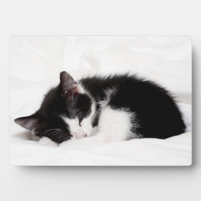 Plaque Photo Chaton couchant (Devant)