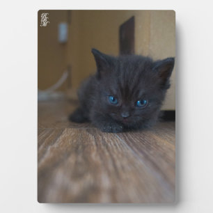 Plaque Photo Chaton noir