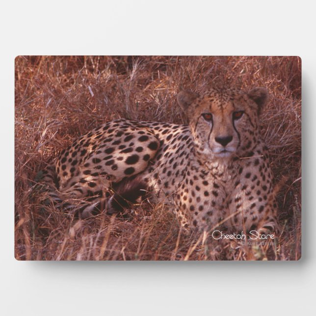Plaque Photo Cheetah Stare (Devant)