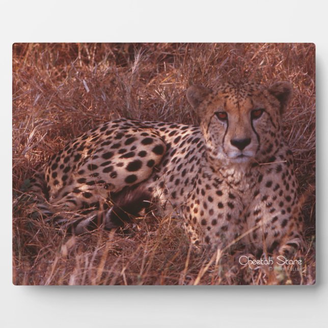 Plaque Photo Cheetah Stare (Devant)