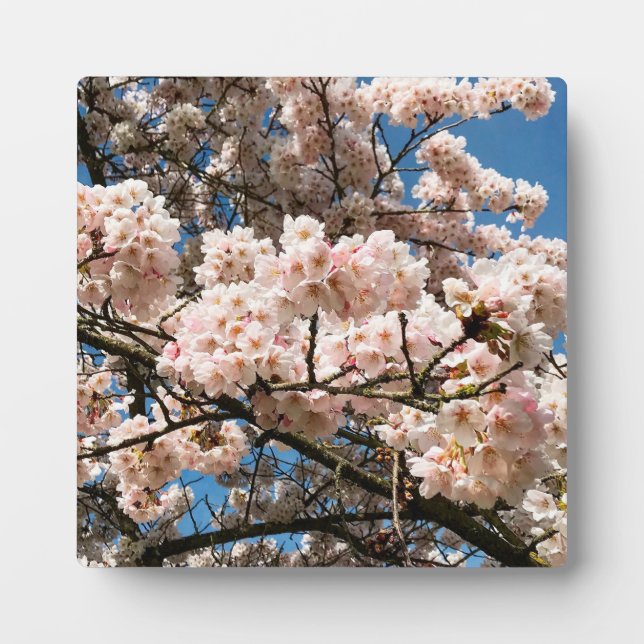 Plaque Photo Cherry Tree in Bloom, Oregon (Devant)