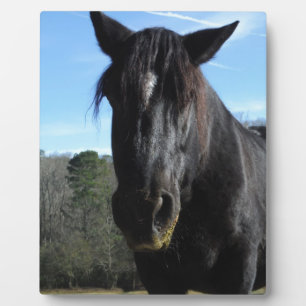Plaque Photo Cheval à bascule noir secouru