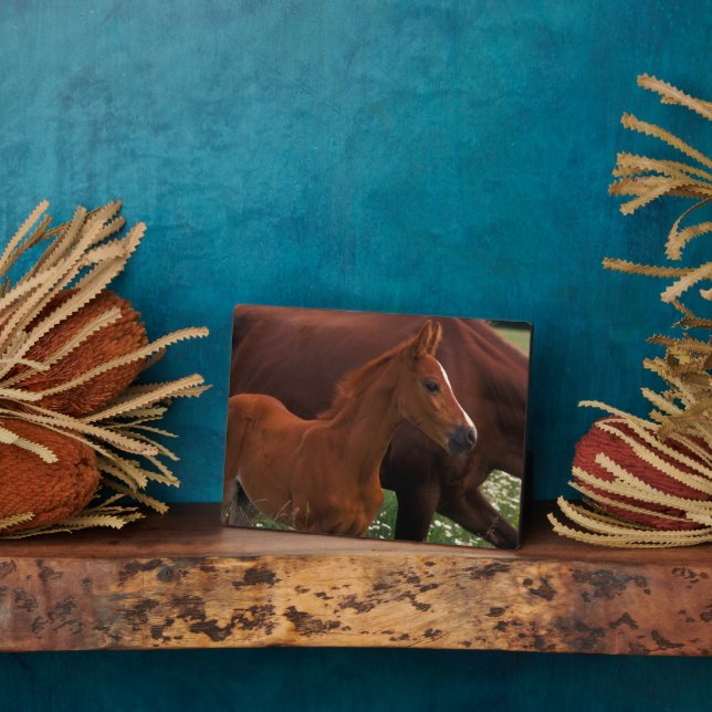 Plaque Photo Cheval Arabe près de Mère (Côté)