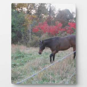 Plaque Photo Cheval Brown dans les arbres d'automne rouges