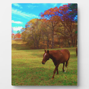 Plaque Photo Cheval Brown dans un champ de couleur arc-en-ciel