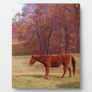 Plaque Photo Cheval Brown dans un champ d'herbe