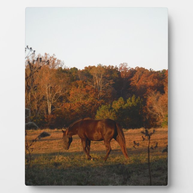 Plaque Photo Cheval Brown rouge, bois d'automne. (Devant)