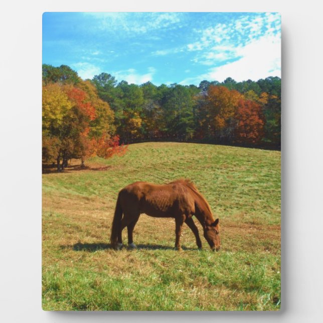 Plaque Photo Cheval Brown rouge, ciel bleu Turquoise (Devant)