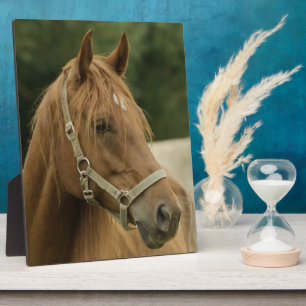 Plaque Photo Cheval de châtaignes en campagne