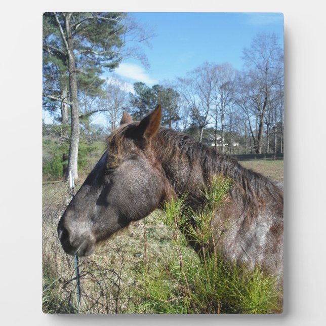 Plaque Photo Cheval de couleur Coco et Crème (Devant)