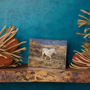 Plaque Photo Cheval Parcourir les collines Pittoresques de la G