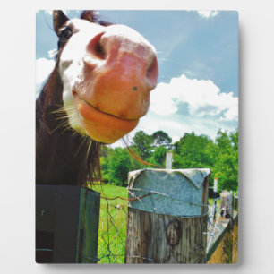 Plaque Photo Cheval souriant