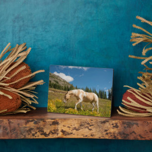 Plaque Photo Cheval sur les herbes dans une prairie alpine en é