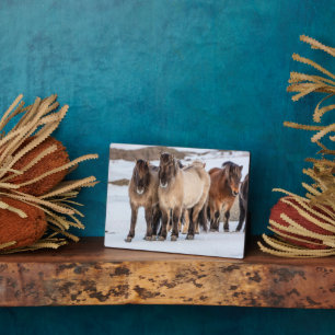 Plaque Photo Chevaux islandais en hiver près de Hofn, Islande