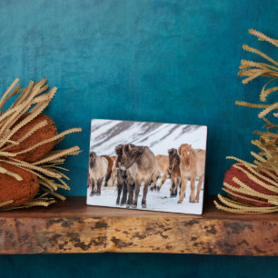 Plaque Photo Chevaux islandais en pâture hivernale près de Hofn