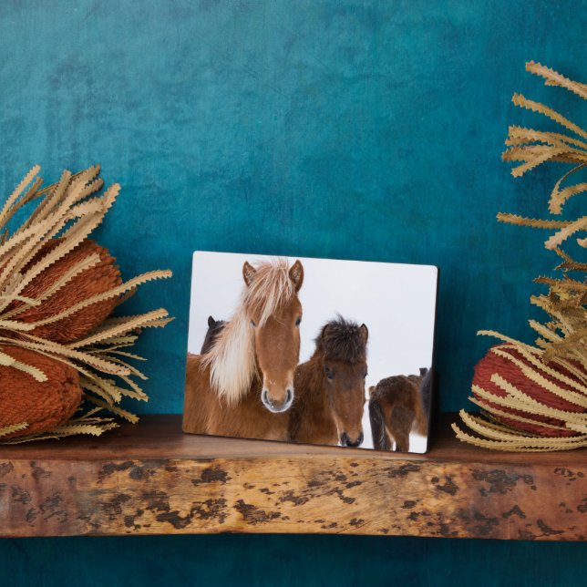 Plaque Photo Chevaux Islandais mignons ensemble (Côté)