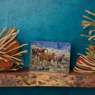 Plaque Photo Chevaux Parcourir les collines