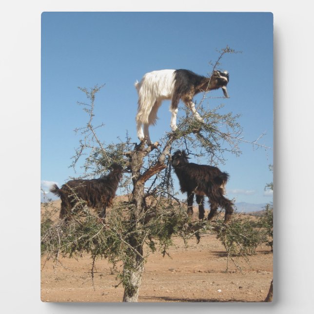 Plaque Photo Chèvres amusantes dans un arbre (Devant)