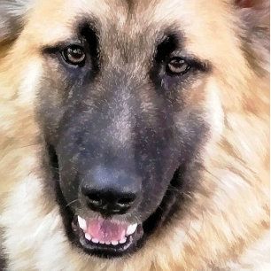 PLAQUE PHOTO CHIEN ALLEMAND SHEPHERD
