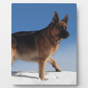 Plaque Photo Chien berger allemand sain et heureux