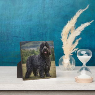 Plaque Photo Chien de berger Bergamasco laineux noir,