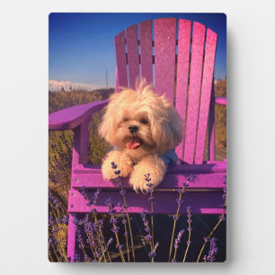 Plaque Photo Chien de jouet Shih Tzu mignon et affectueux, chie