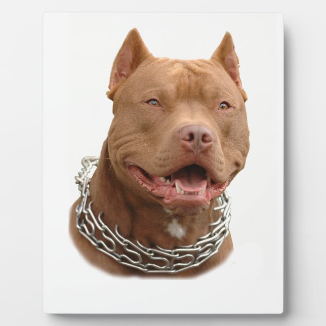 Plaque Photo Chien de Pitbull (Devant)