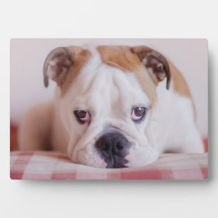 Plaque Photo Chien de taureau anglais timide